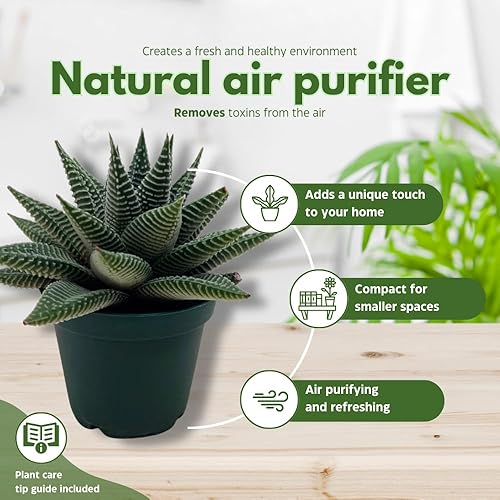 Miniatura 8 de Haworthia Limifolia, aloe de encaje, planta de aloe blanco abigarrado, pecas acanaladas, suculenta de aloe blanco, maceta de 3 pulgadas