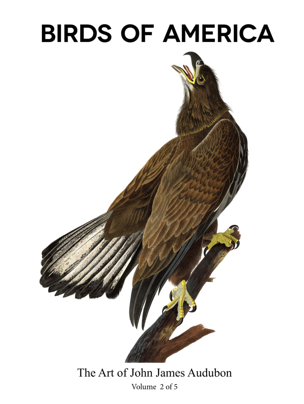 Birds of America 2 of 5 poster oiseau retro decoration murale