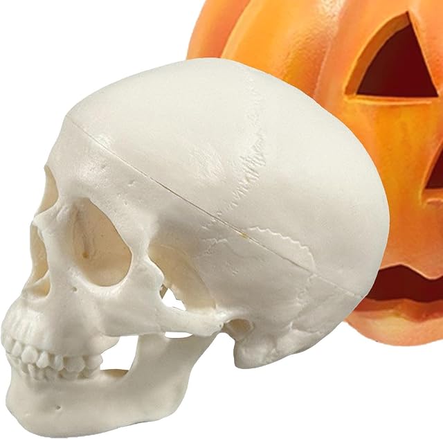 Generico Teschio Umano Modello Testa di Scheletro Realistica per Halloween | Modello Realistico di per Corsi di Anatomia, Case Infestate, Feste, Vacanze, Casa, Istruzione, Scuola, Aula
