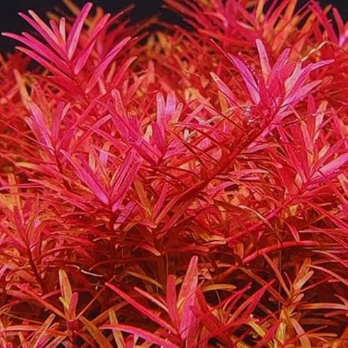 6 Red Rotala Rotundifolia Live Aquarium Plant Aquatic Plant #TOP1