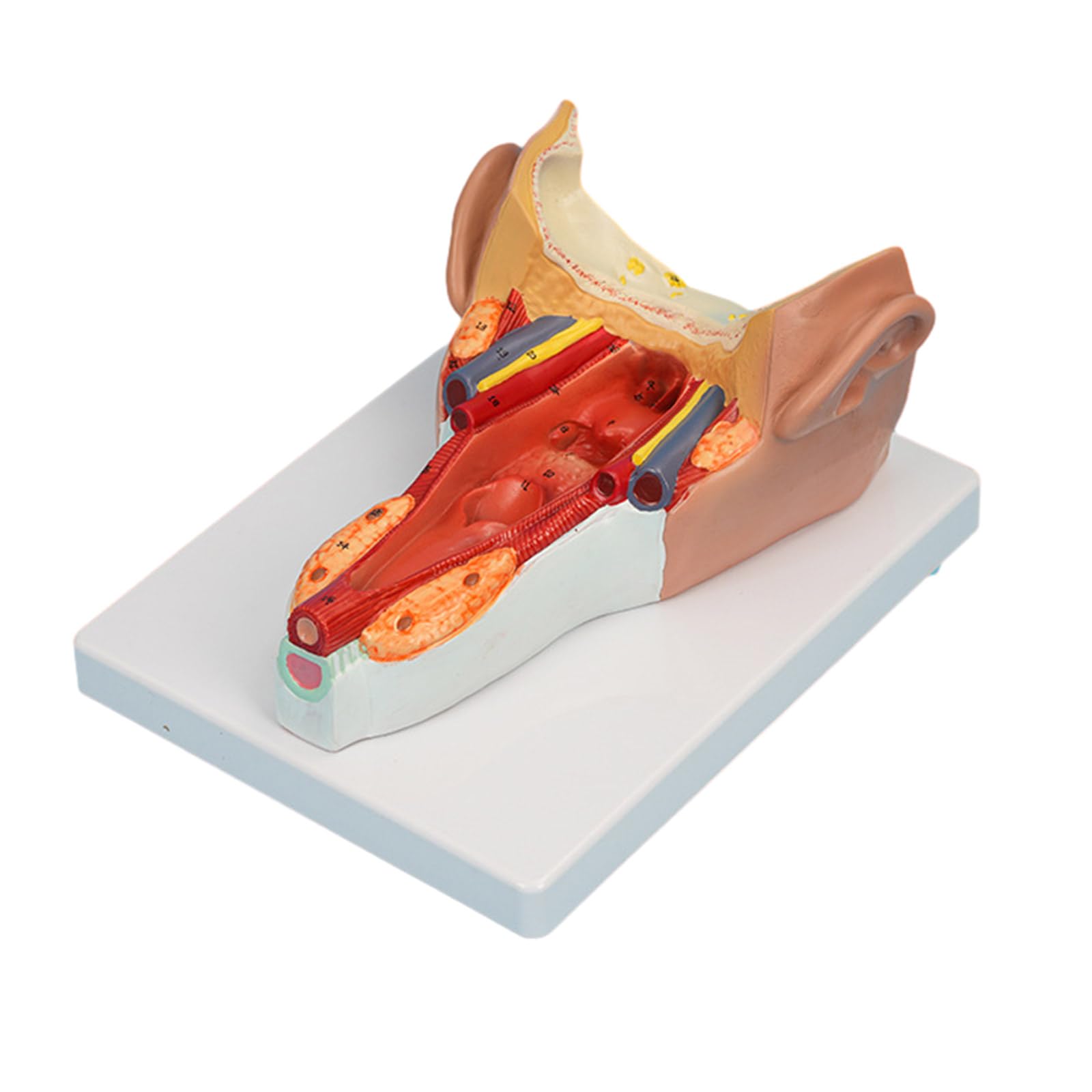 Anatomiczny model mięśni ściany gardła badania choroby wykład medyczny anatomia narządów człowieka model materiały dydaktyczne