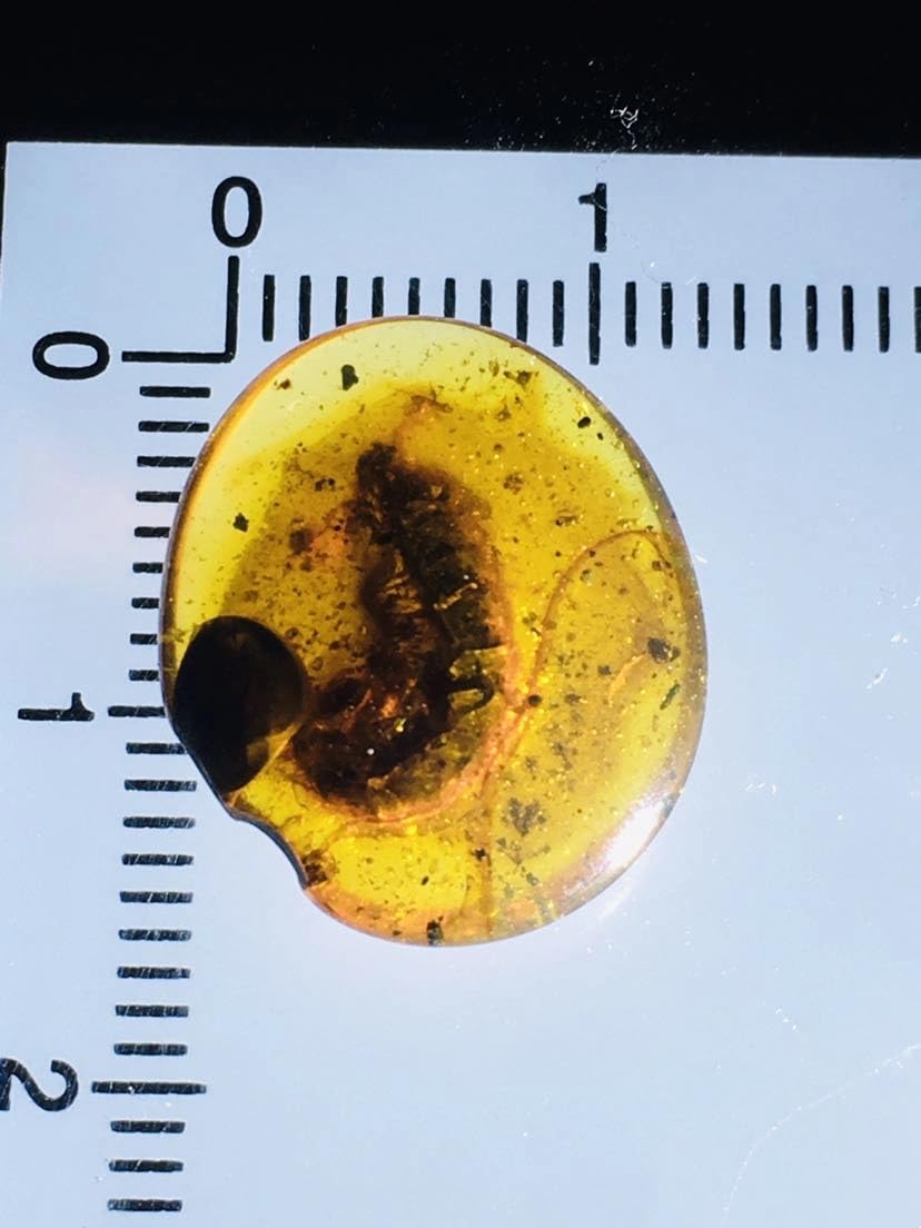 Burmese burmite Cretaceous Millipede Insects Fossil Amber Myanmar