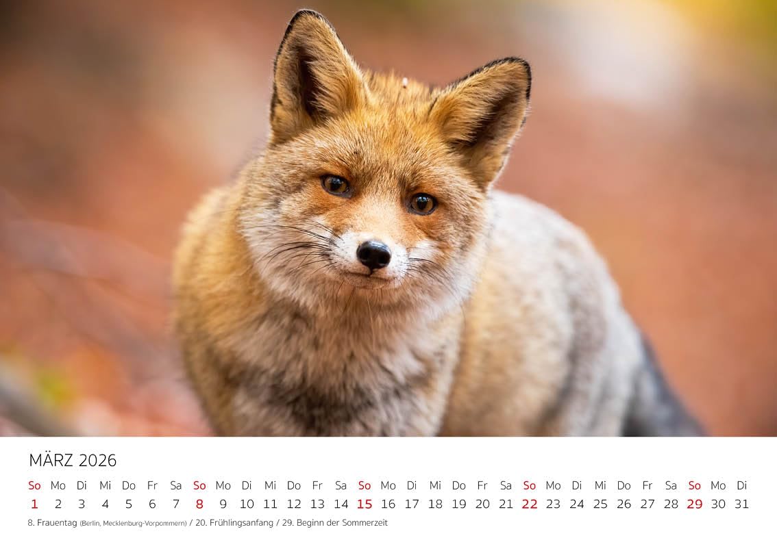Edition Seidel Premium Kalender 2026 – Hazen En Konijnen, DIN A4, 170 G/m², Spiraalbinding, Met Ophanglus, Gemaakt In Duitsland