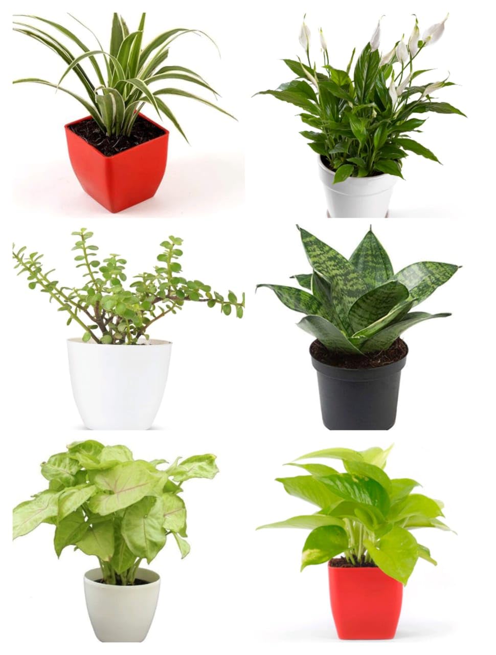 Greenursery Combo of 6 Indoor Plants For Living Room Balcony Home And Office Decoration Set of 6 Decor Plant Combo Live Plant with Beautiful Color Pots (Pack Of 6 Indoor Plants) (B0CRH6X6MJ) Amazon Price History, Amazon Price Tracker