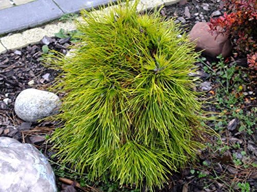 Moseri Dwarf Winter Gold Austrian Pine - 1 Year Live Plant