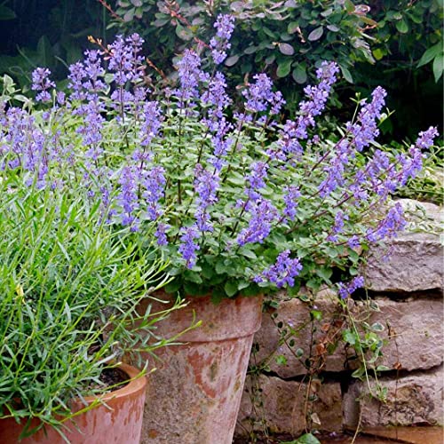 Catmint Seeds- 'Blue Wonder'-(Nepeta Mussinii)-Compact, Heat Tolerant,Perennial (50 Seeds) #TOP2