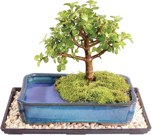 Miniatura 8 de Brussels Live Dwarf Jade - Árbol bonsái para exteriores 4 años de edad 6 a 10 pulgadas de alto con recipiente decorativo bandeja de humedad y roca