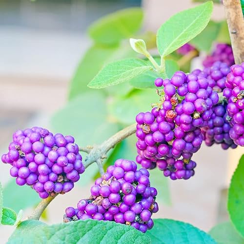Miniatura 6 de QAUZUY GARDEN 50 semillas de bayas de belleza americanas (Callicarpa Americana)  Arbusto de morera francesa nativa Beautyberry  Llamativa planta de