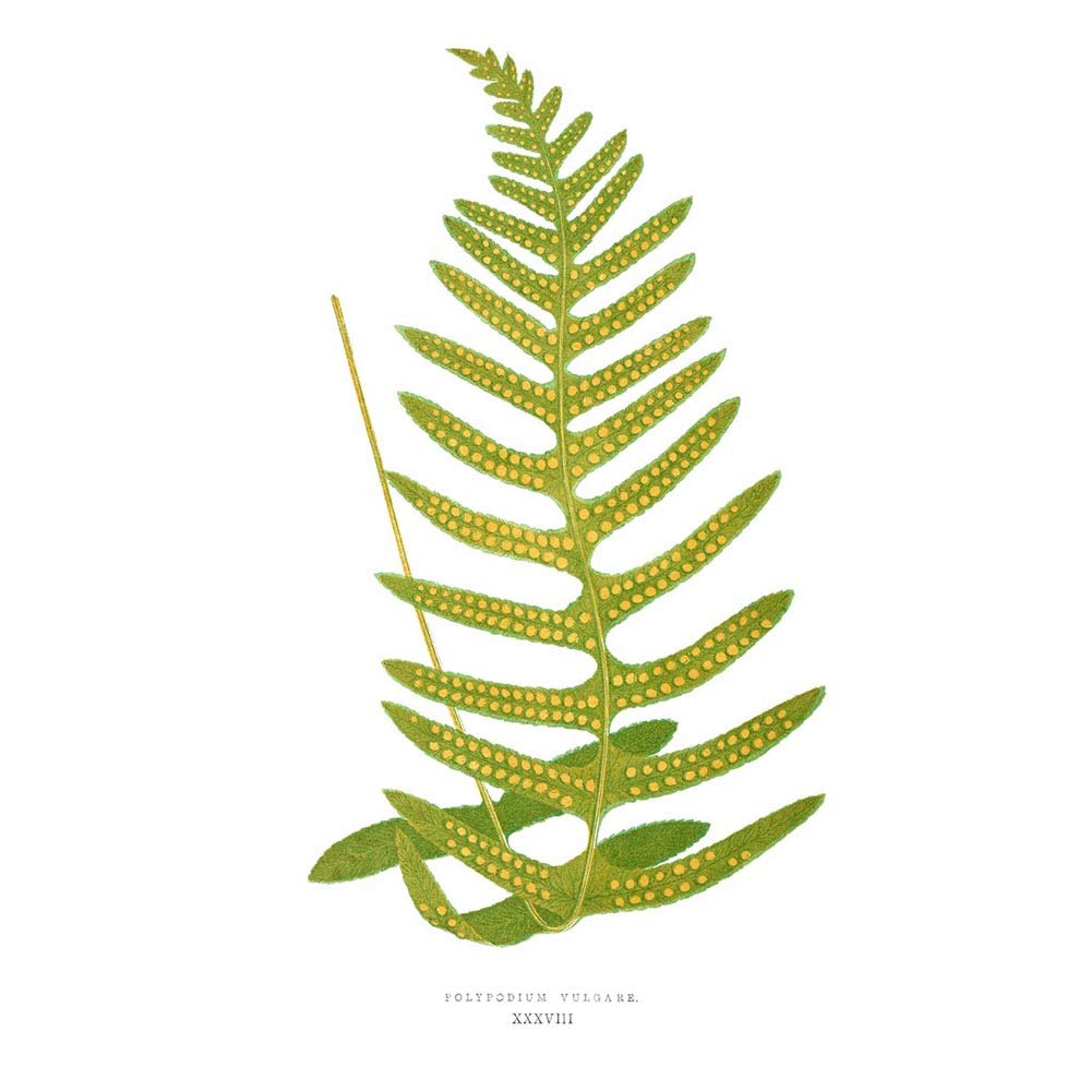 Wee Blue Coo Fern Polypodium Vulgare Art Print Poster Wall Decor 12X16 Inch