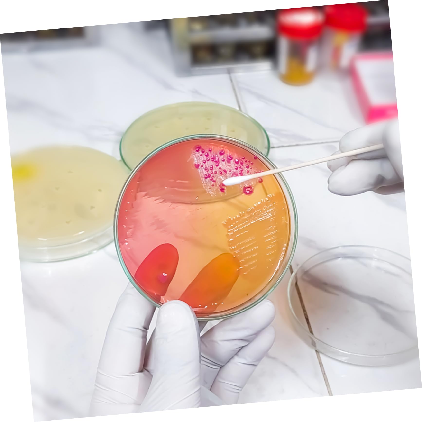 PartyKindom Piastre con Agar Nutriente Preversate 7cm 20 Pezzi per Esperimenti Scientifici e Uso in Laboratorio, Materiale Agar per Crescita Batterica Rapida