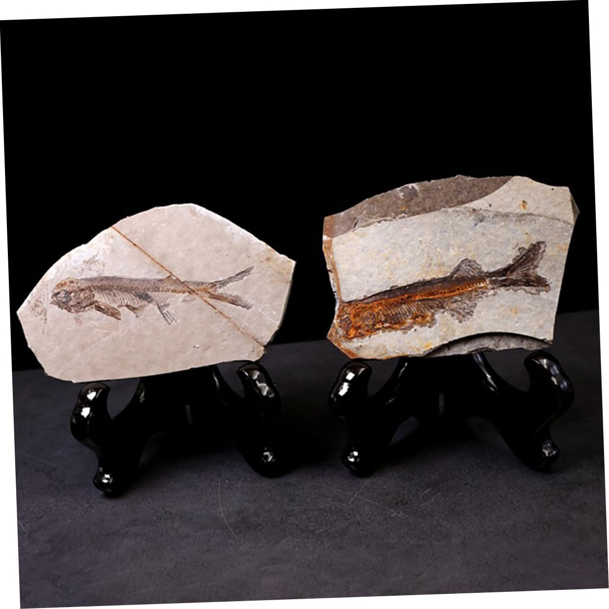 Cabilock Campione Fossile Pesce Resina per Laboratorio di Scienze e Ricerca Educativa, Decorazione da Scrivania per Studio e Materiale Didattico per Studenti, Dimensioni Stili multipli