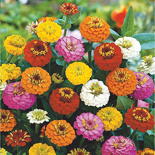 Rare Exotic " Lilliput Mixed " Zinnia Flower 30 Seeds Pack for growing-image-35