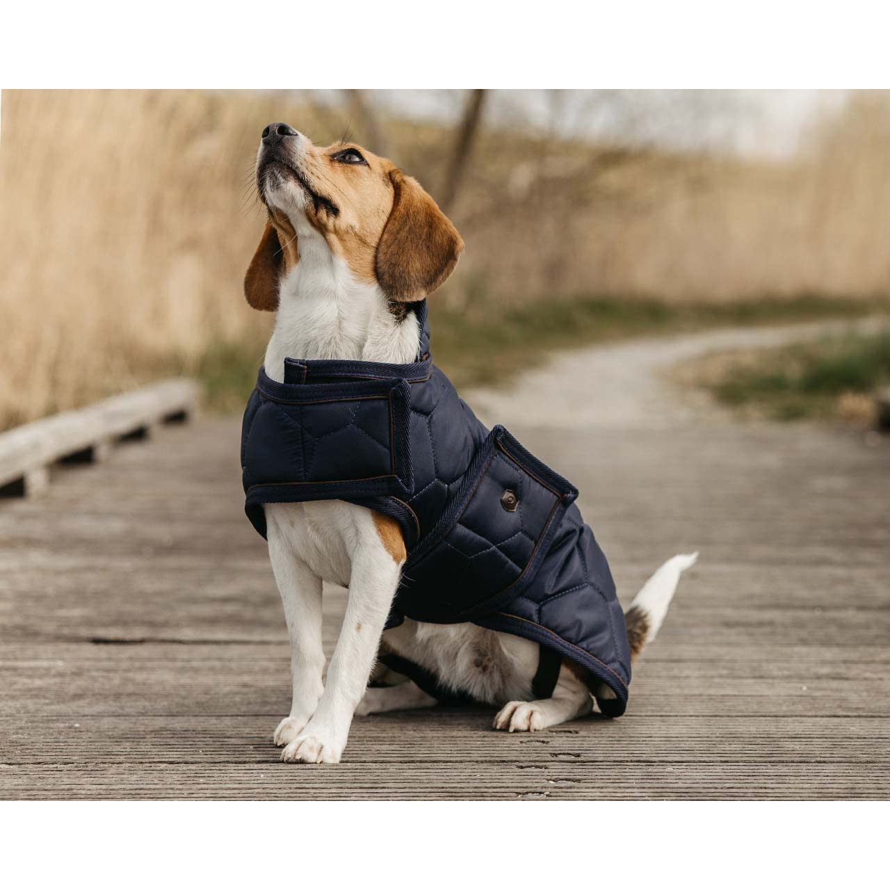 Couverture pour chien QHP Classy protège du froid et soulage les frissons