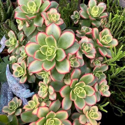 Miniatura 5 de Aeonium Plant Live, Rarre Aeonium Suculents - Planta de interior en maceta de 4 pulgadas, suculentas para decoración del hogar y la oficina (verde