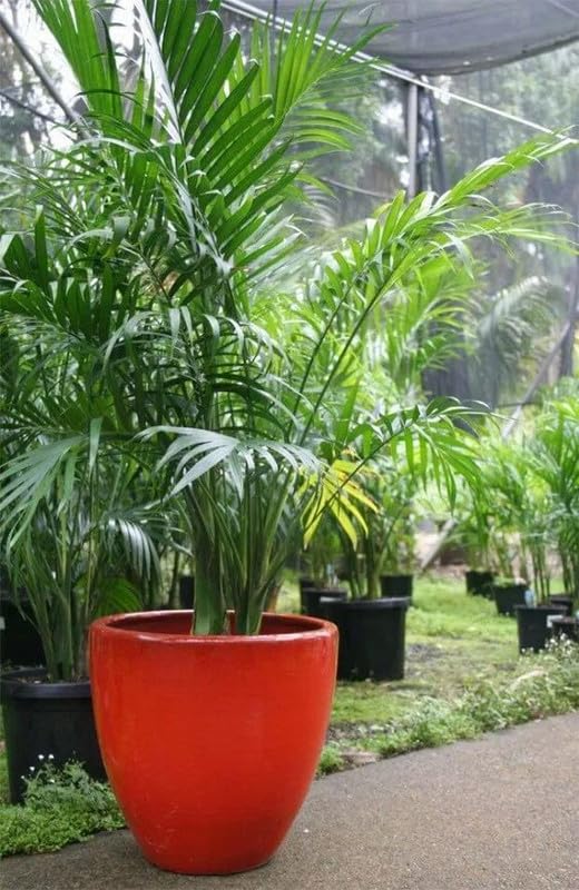 Plant Areca Palm - Plant Golden Cane Palm, Areca Palm, Butterfly Palm, Madagascar Palm For Home Farming Pack Of 1
