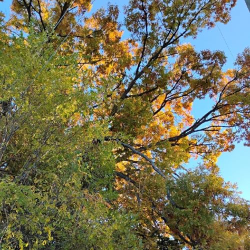 Forgiveness Bought For All Who Believe Part 2