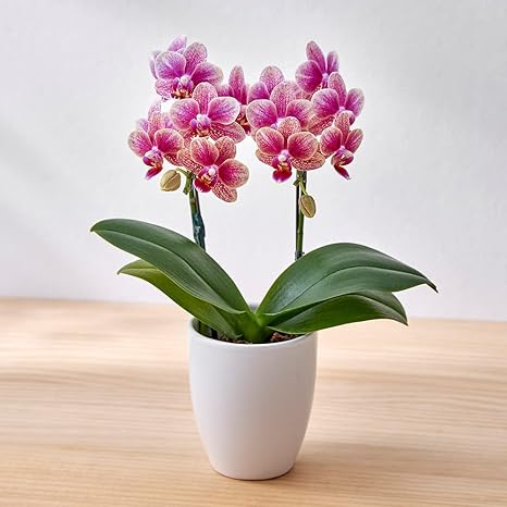 Amazon 日比谷花壇 母の日 22 花 ギフト プレゼント ミディ胡蝶蘭 ラッキーキャット フラワーアレンジメント オンライン通販