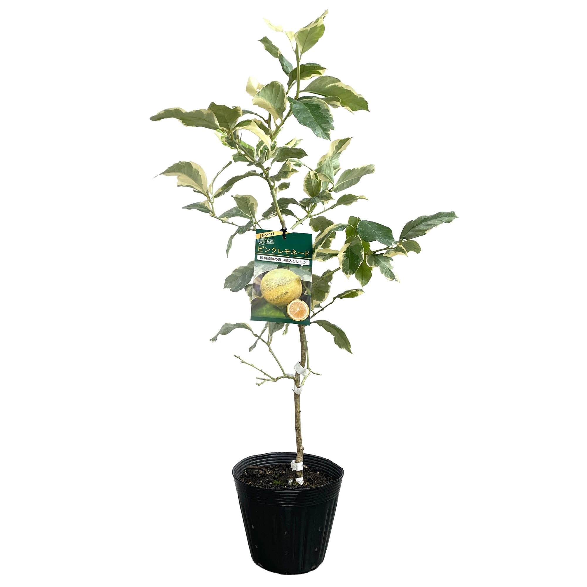 Amazon.co.jp: レモン 苗木 ピンクレモネード [中] 15cmポット 5号 2