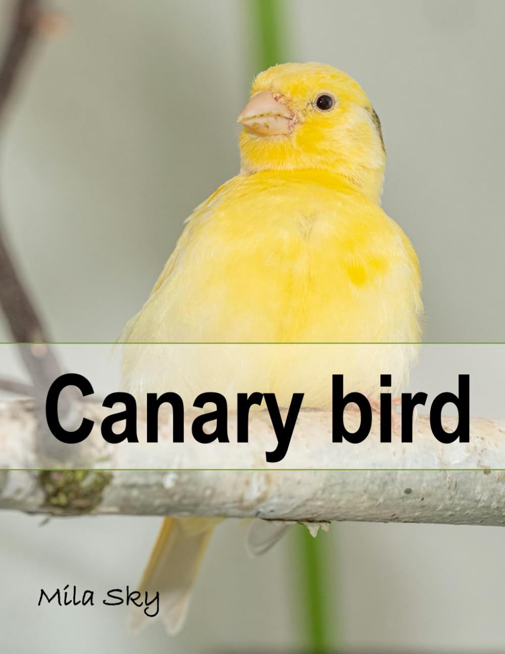 Canary bird: A Stunning Visual Collection