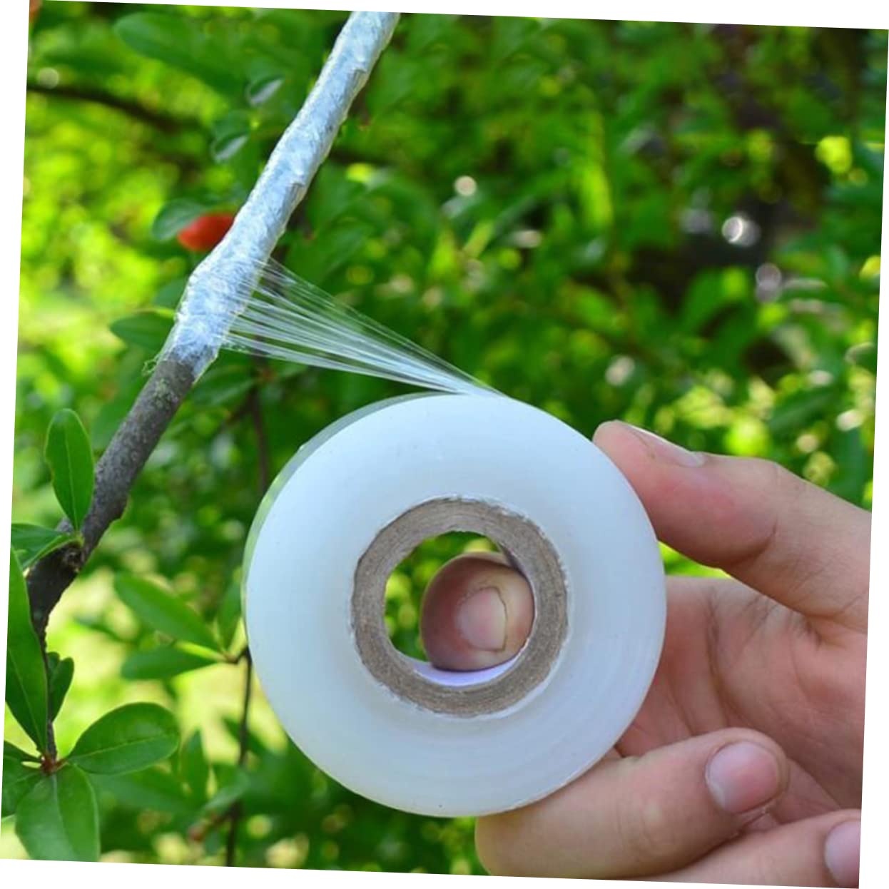 Milisten 2 Sätze Pflanzenband Selbstklebendes Grafting Tape Transparent Für Obstbäume Und Pflanzen Dehnbar Flexibel Für Veredelungsarbeiten 4 Rollen * 2