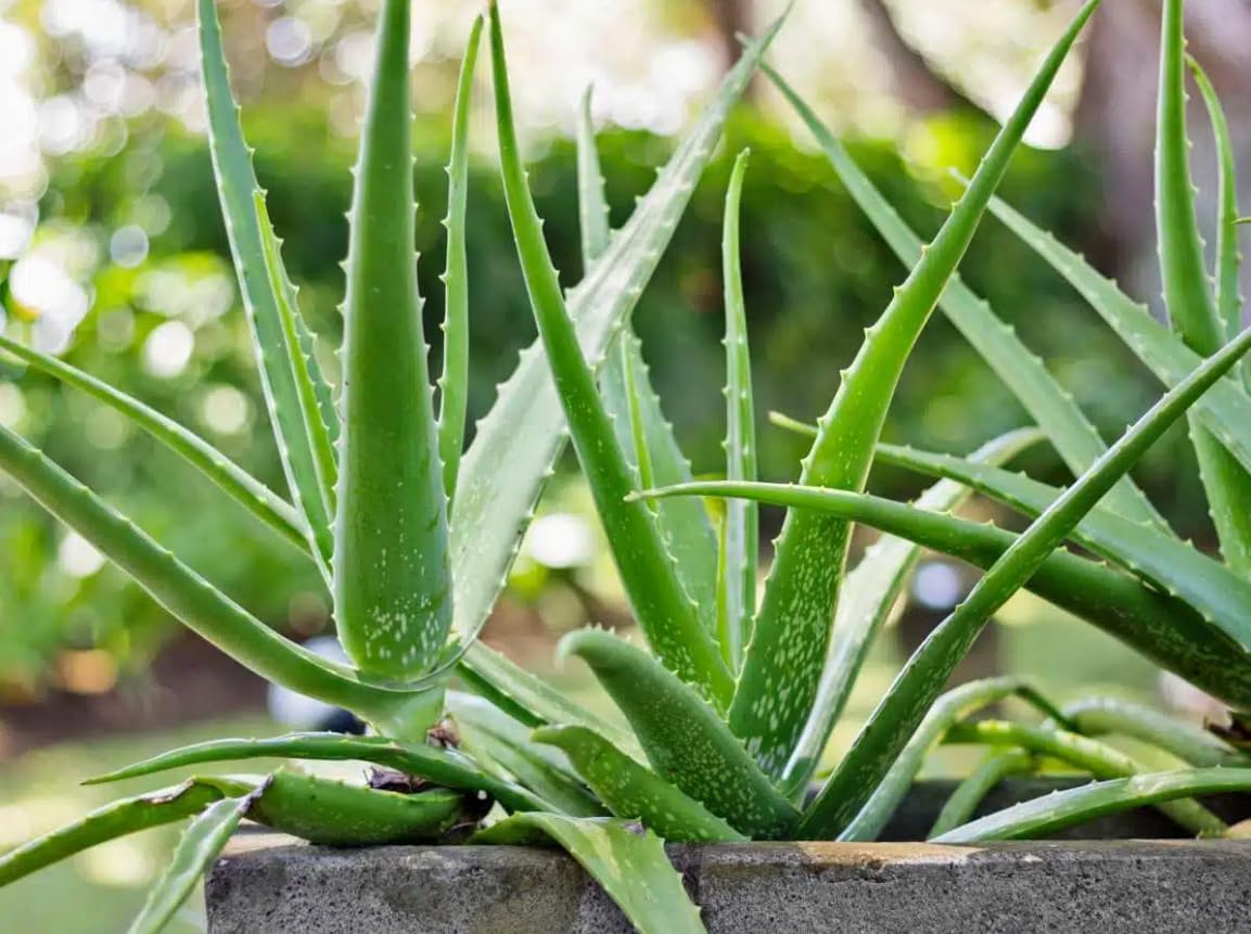 Aloe Vera | Live Plant for Indoor & Outdoor | for Living Room, Office, Bathroom | (6" Pot)