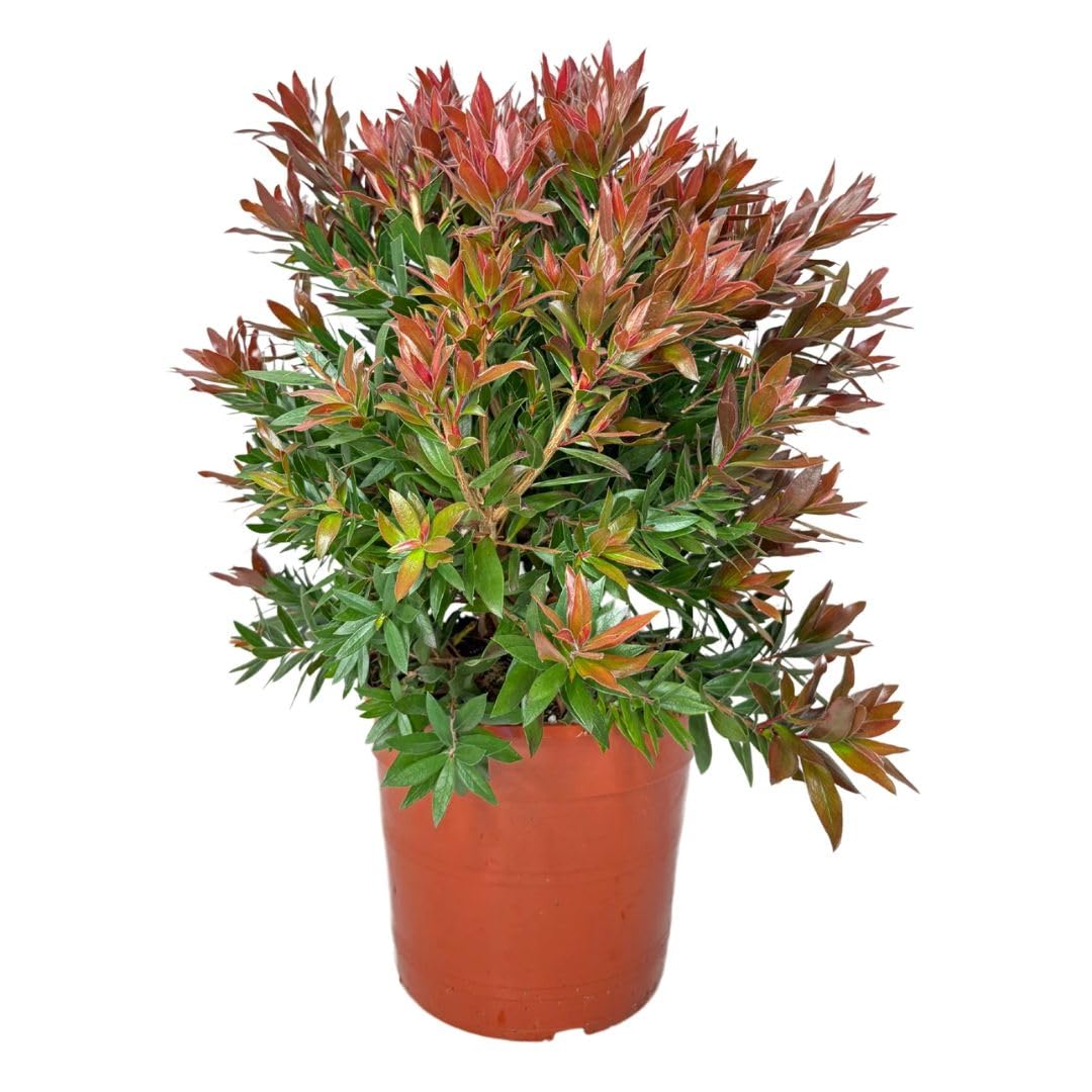 I GIARDINI DI GIULIA - Callistemon Red Rocket Ø24 H.60 | Pianta Ornamentale Sempreverde con Fiori Rossi | Ideale per Giardini, Terrazzi e Bordure | Resistente e Facile da Coltivare