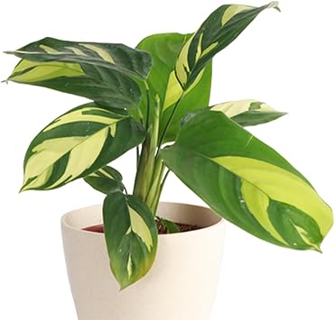 Calathea Pilosa - Live Plant in a 6 Inch Growers Pot