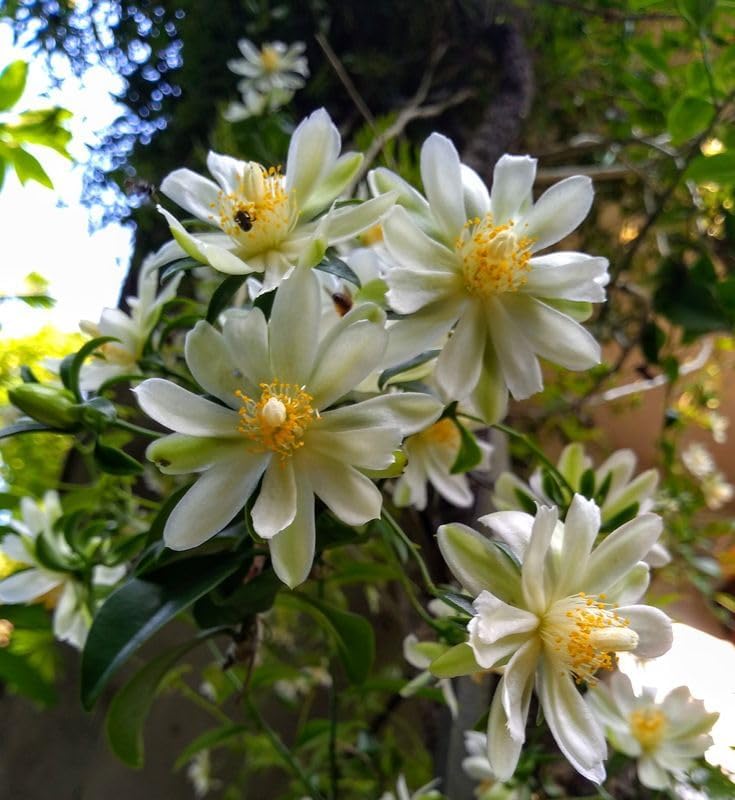 Image of Lemon Vine Live Plant for Home Garden Fragrant White Flowers & Refreshing Citrus Aroma Fast-Growing Climbing Vine Easy Grow Ornamental & Decorative Plant Balcony, Terrace Fence Outdoor Landscaping
