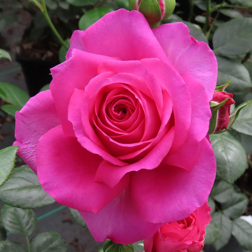Yougarden Pink Harkness Kirsty's Rose, 4 Litre Potted