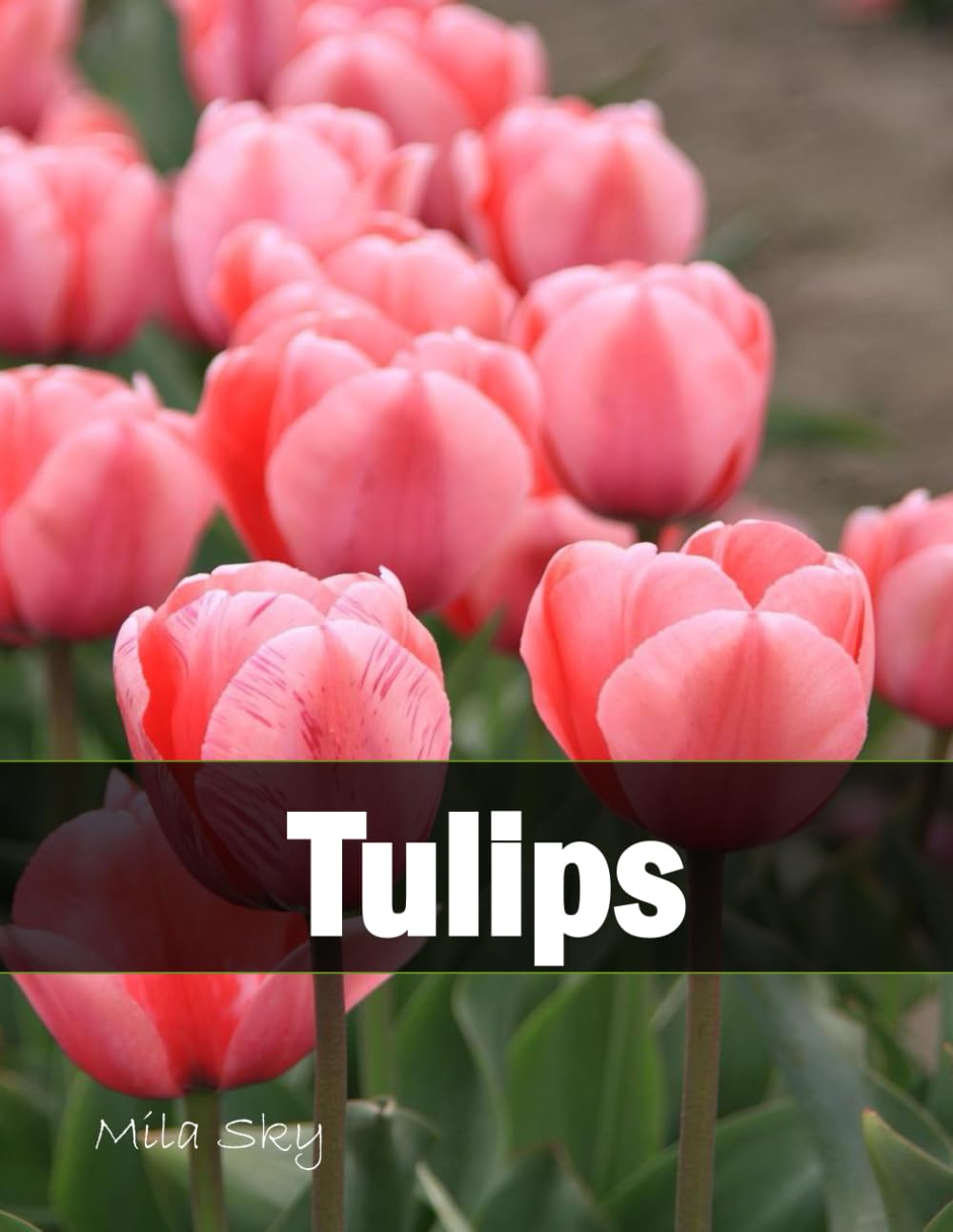 Tulips: A Stunning Coffee Table Collection of Flower Photography
