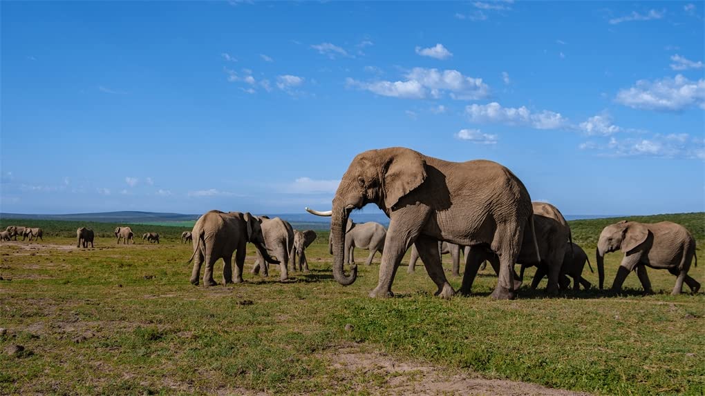 Africa: Discovering Wildlife Parks