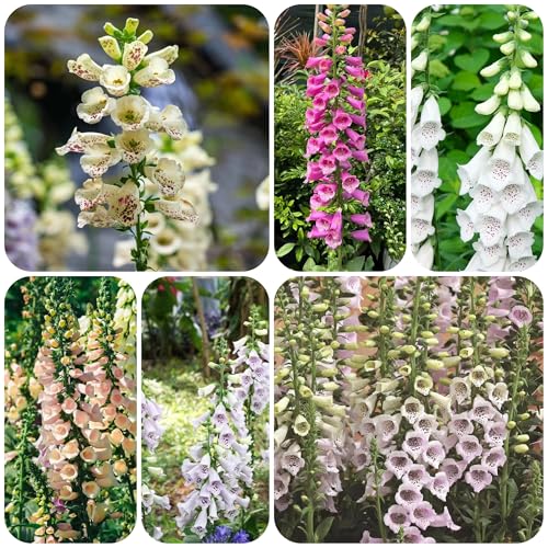 planta dedalera resistente - semillas macetas con plantas decorativas semillas de techo verde plantas de jardín resistentes semillas de flores perennes resistentes flores resistentes 300pcs