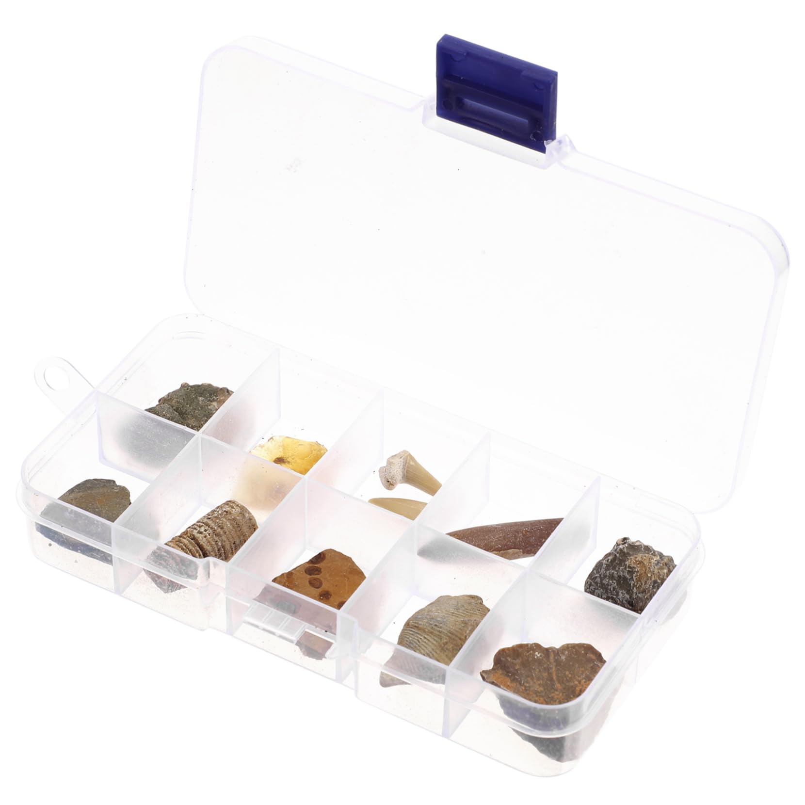 KICHOUSE Pcs Kit Real Trilobite Natural Specimen Set Educational Decor for Home for Birthday Party