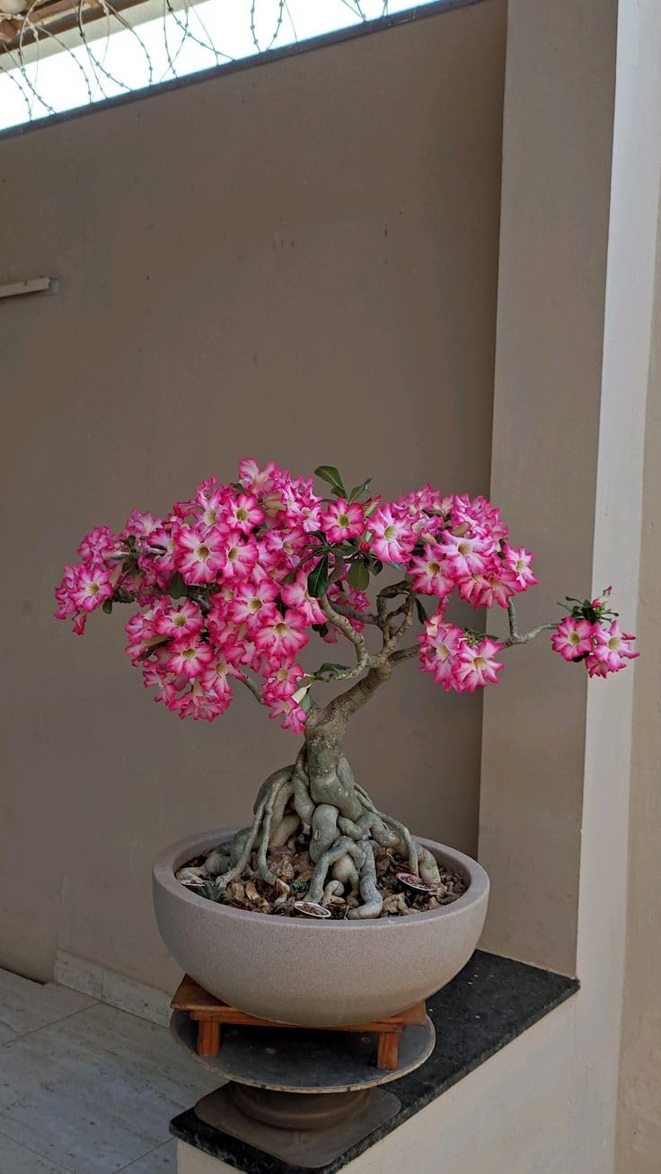 Healthy Adenium Arabicum Live Plant | Bonsai Style Succulent, Drought Tolerant, Indoor & Outdoor Use, Vibrant Pink Blooms, Nursery Polybag Packed-image-22