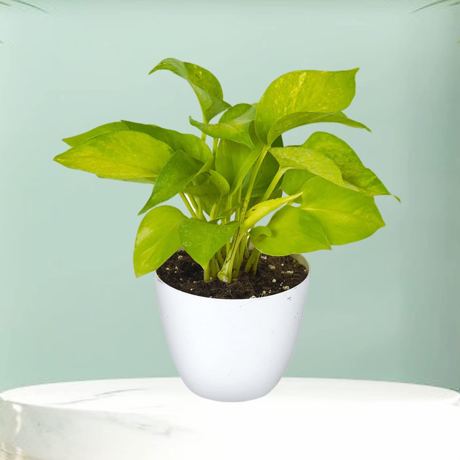 Golden Money Plant in White Pot, Live Indoor Pothos | Air Purifying, Low Maintenance, Indoor Plant, Heart-Shaped Leaves, White Ceramic Pot-image-25