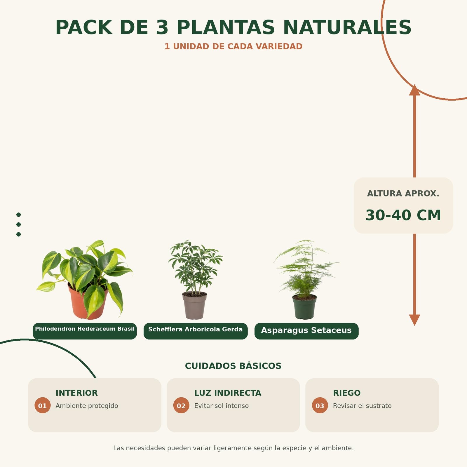 Pack 3 Plantas DECOALIVE: Riego Moderado