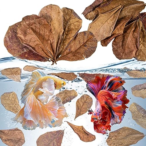Sukh 30 Indian Almond Leaves for Betta - Large Catappa Aquariums Almond Water Conditioner Aquarium Shrimp Tank Betta Tank Decorations Leaf Hammock Fish Tank Accessories