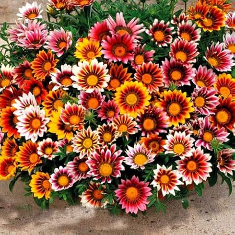 Gazania Mix 150 Seeds Large Flowers + Freebie + Plant tag Gazania splendens Cover