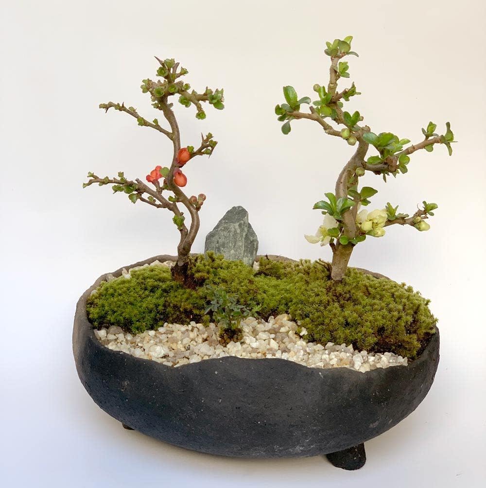 樹高25㎝ 山査子 サンザシ 舎利幹 文人 小品 中品 盆栽 真柏 黒松
