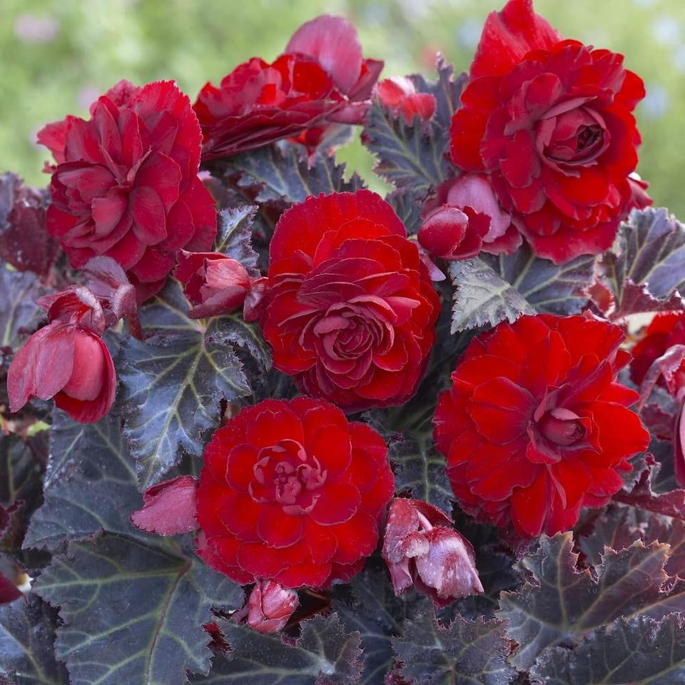 専用❣️ 特選Begonia ６点 Amazon.com : Votaniki Begonia Double Maxima Switzerland Tubers
