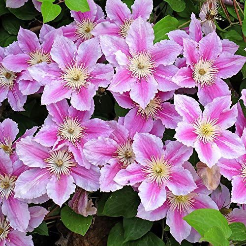 Clematis Piilu | Deciduous Dense Hardy Large Flowering Garden Shrub in Pot