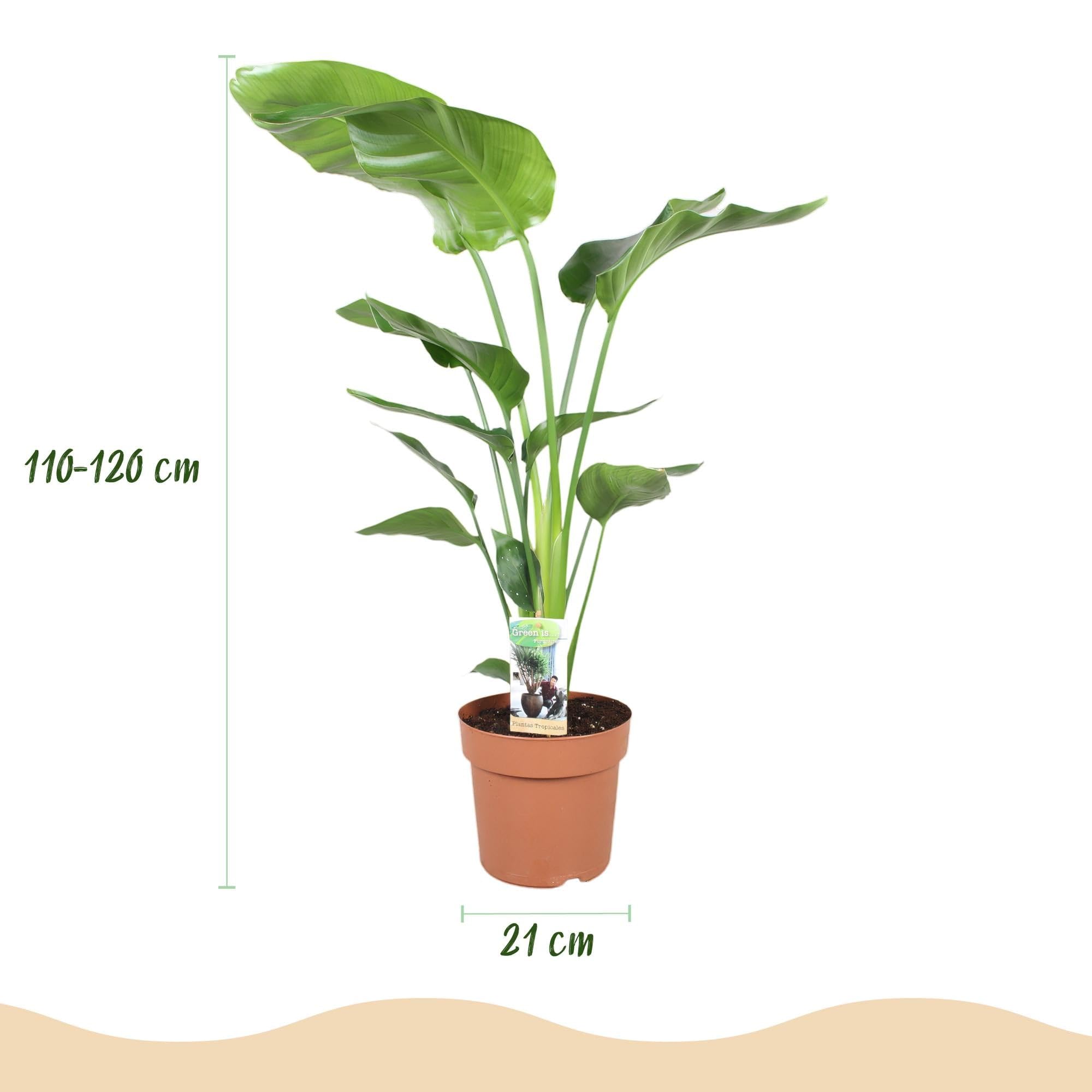 Green boutiQ - Zimmerpflanzen - Strelitzia Nicolai - Paradiesvogelblume - Geringer Pflegeaufwand - Grün - 1 Pflanze - mit Potter Weiß - Topf 21cm - Höhe 110-120cm