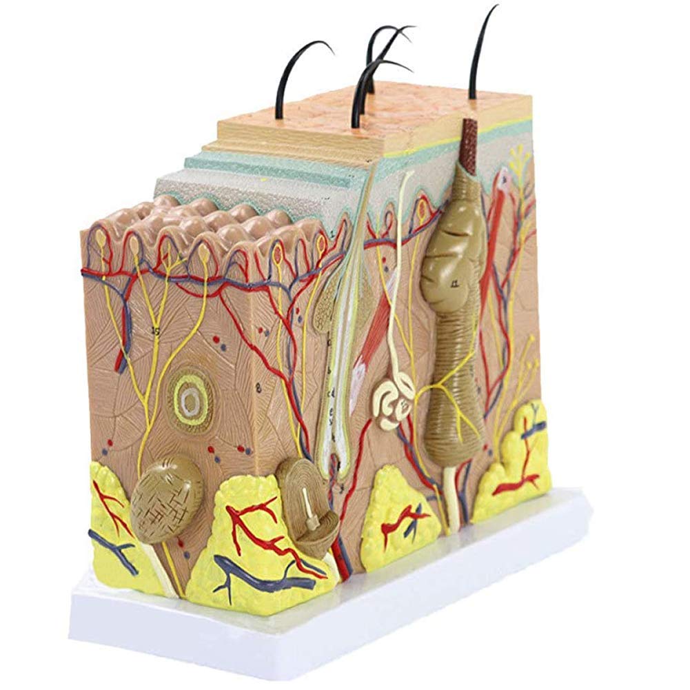 Sjdopulse Three-Dimensional Skin Model Skin Tissue Structure Magnified 70 Times Human Skin,Used In Medical Education Teaching Plastic Surgery Beauty Demonstration