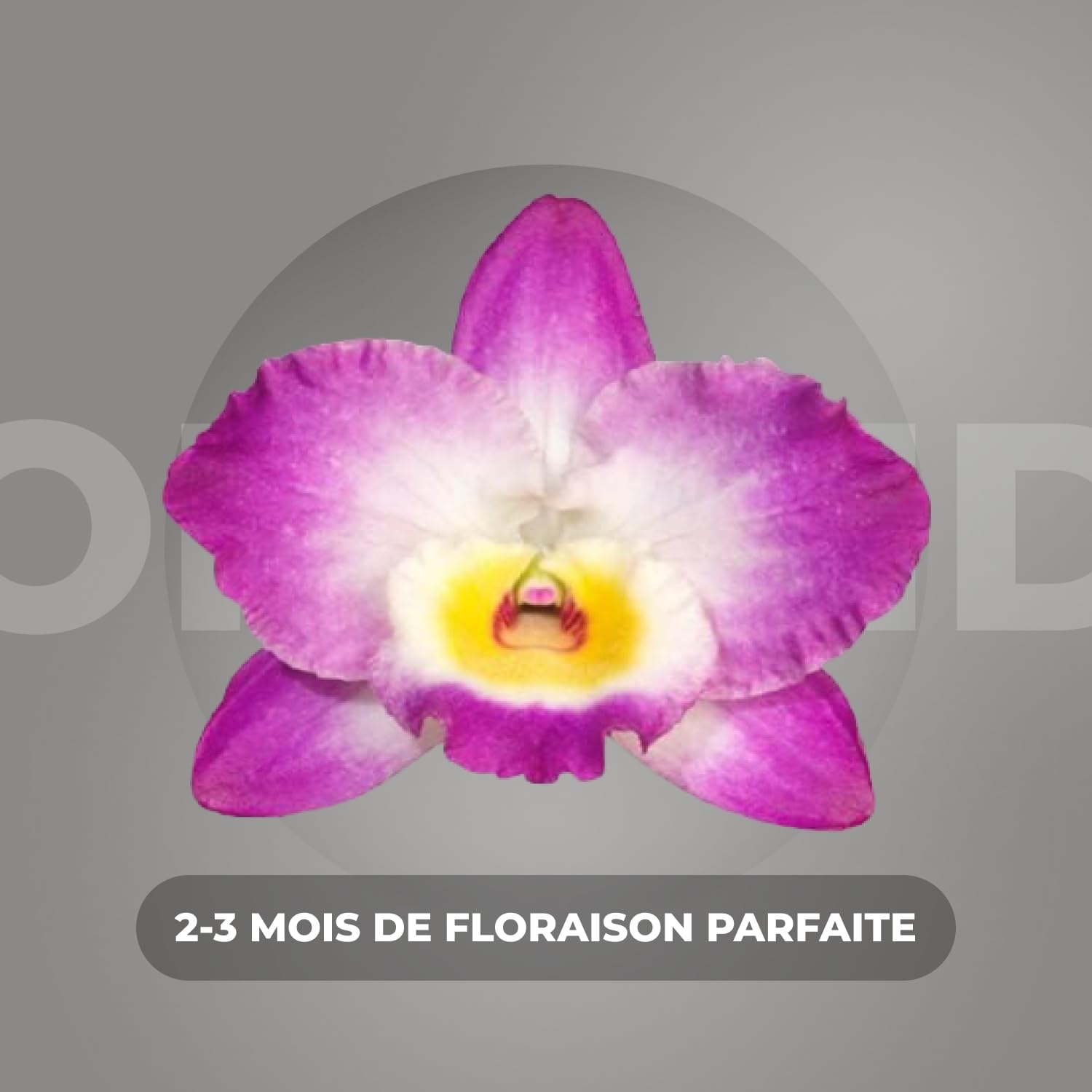 Orchidée Dendrobium Akatsuki Nobile - 2 Plantes Intérieur Naturelles - 30-40 cm - Avec fleurs et légèrement parfumées - Naturelle Plantes de Hollande (pas de graines, non artificielle)
