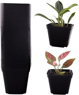 50 Packs Square Nursery Pots