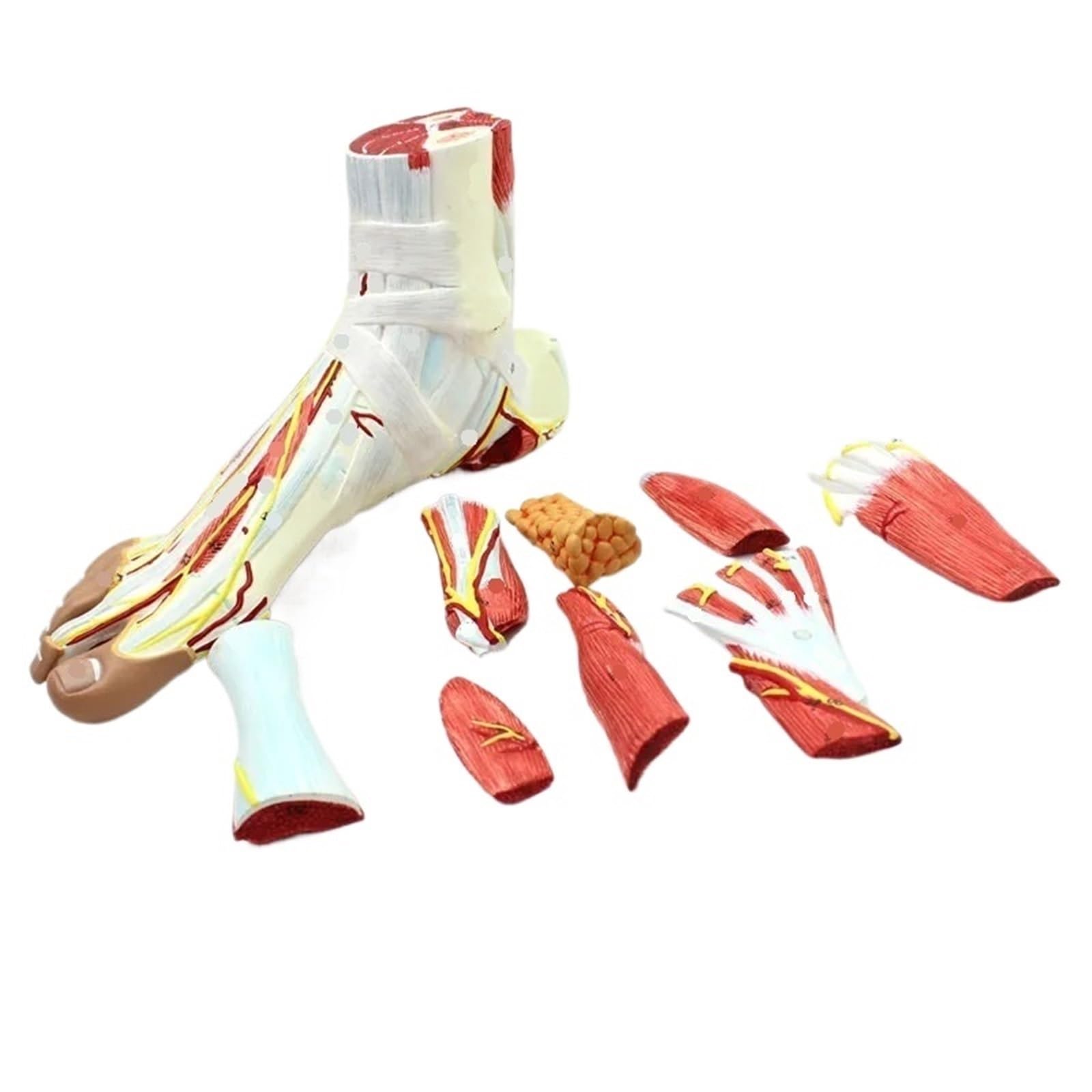GTHTUHFD 9 Parts 1:1 Life Size Human Foot Model 81 Digital Signs Text Descriptions Bones Muscle Ligament Nerve Vessels