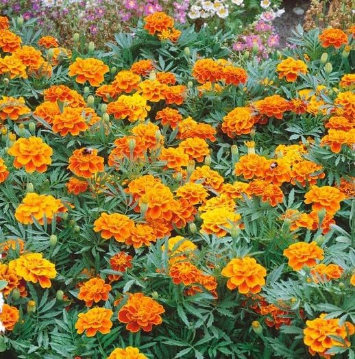 David's Garden Seeds Flower Marigold French Queen Sophia 500 Non-GMO, Heirloom Seeds