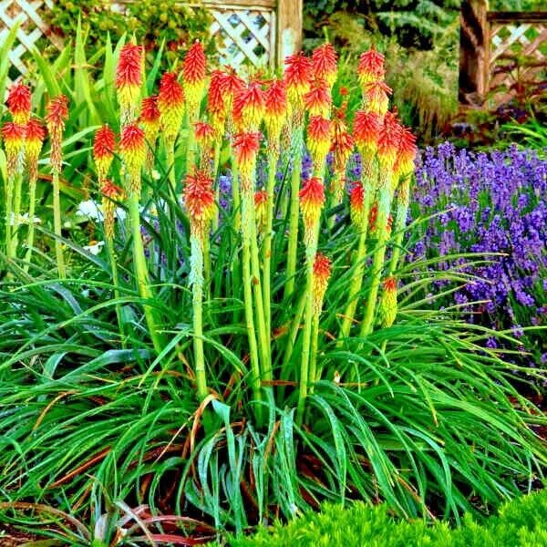Amazon.com : 20 Seeds Rare Dwarf FIRE Dance Torch Lily Flower
