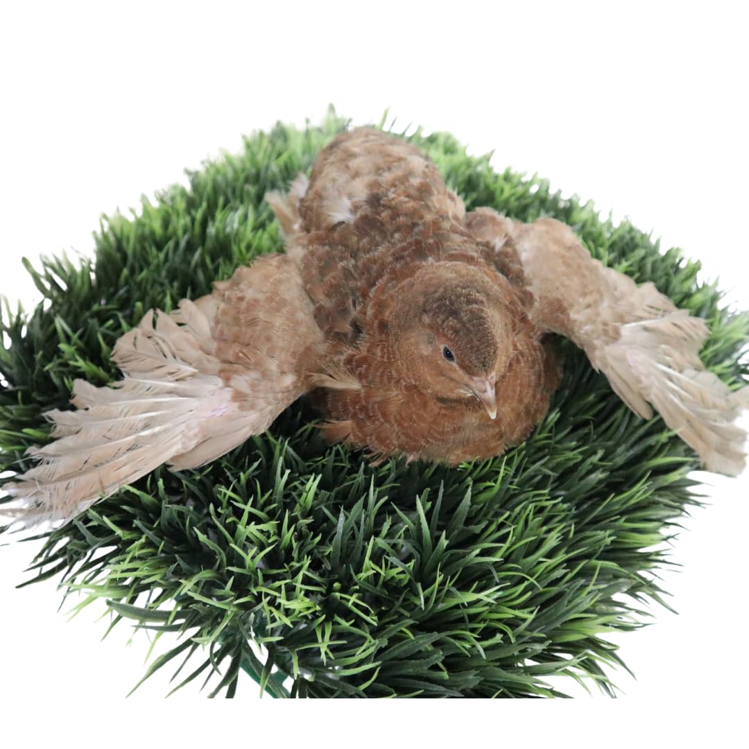 Undique Red Range Coturnix Quail Hatching Eggs (Count, 12)