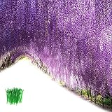 OrgMemory Wisteria Vine, Artificial Flowers, (24 Pcs, 43" Each, 100Pcs Cable Tie), Flowers Plants Ha